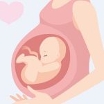 妊婦のお腹の中の胎児